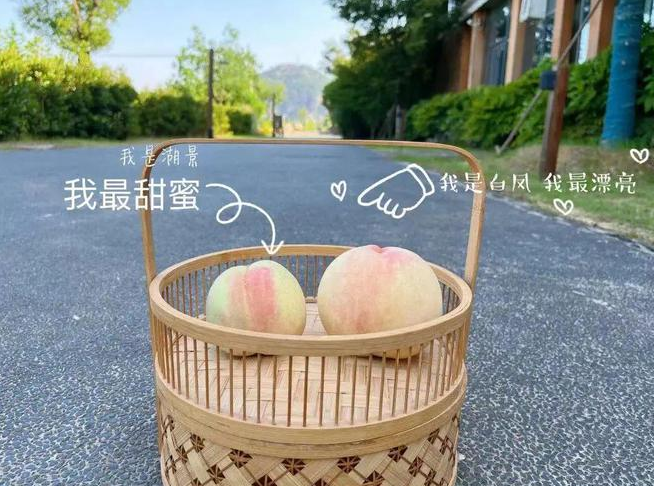“大白鳳、小湖景”