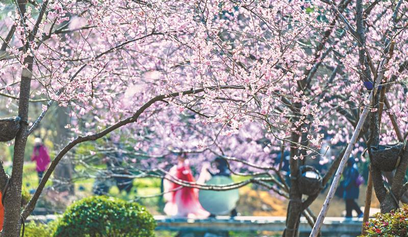 雙休日，近10萬(wàn)人賞早櫻