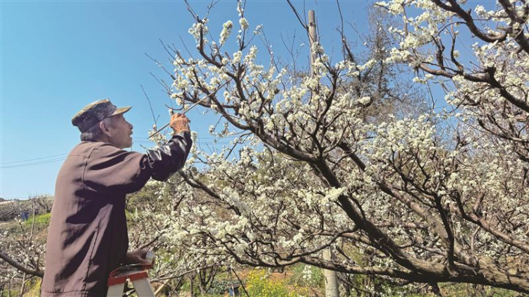 醉李點花