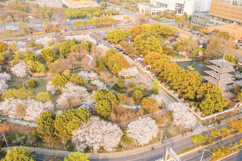 “+櫻花”，為無錫公園帶來啥？