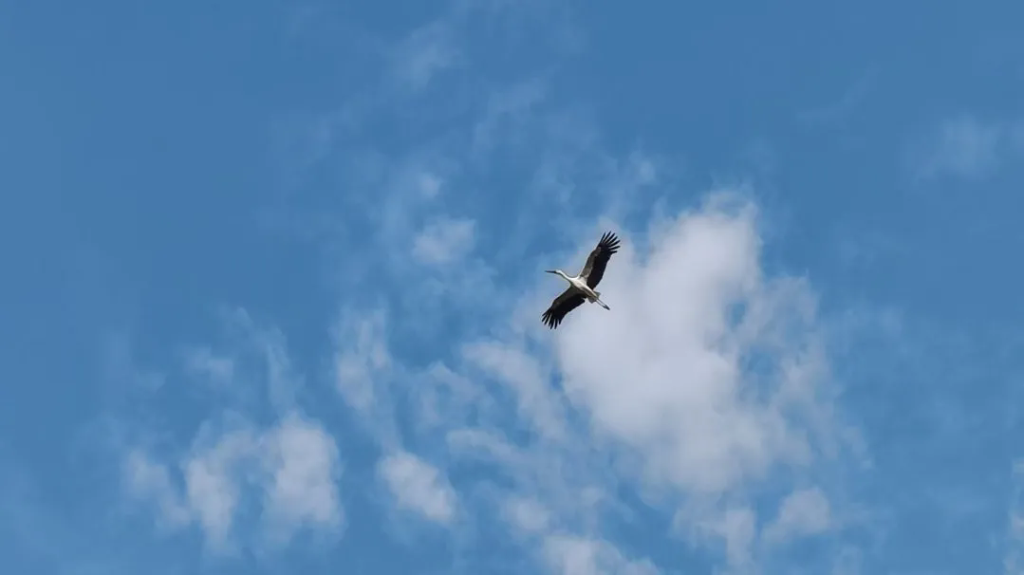就賴這了！“趕不走”的國家一級保護動物東方白鸛！