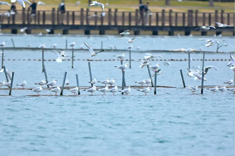 萬鳥云集濱湖岸 猛禽翔集山水間